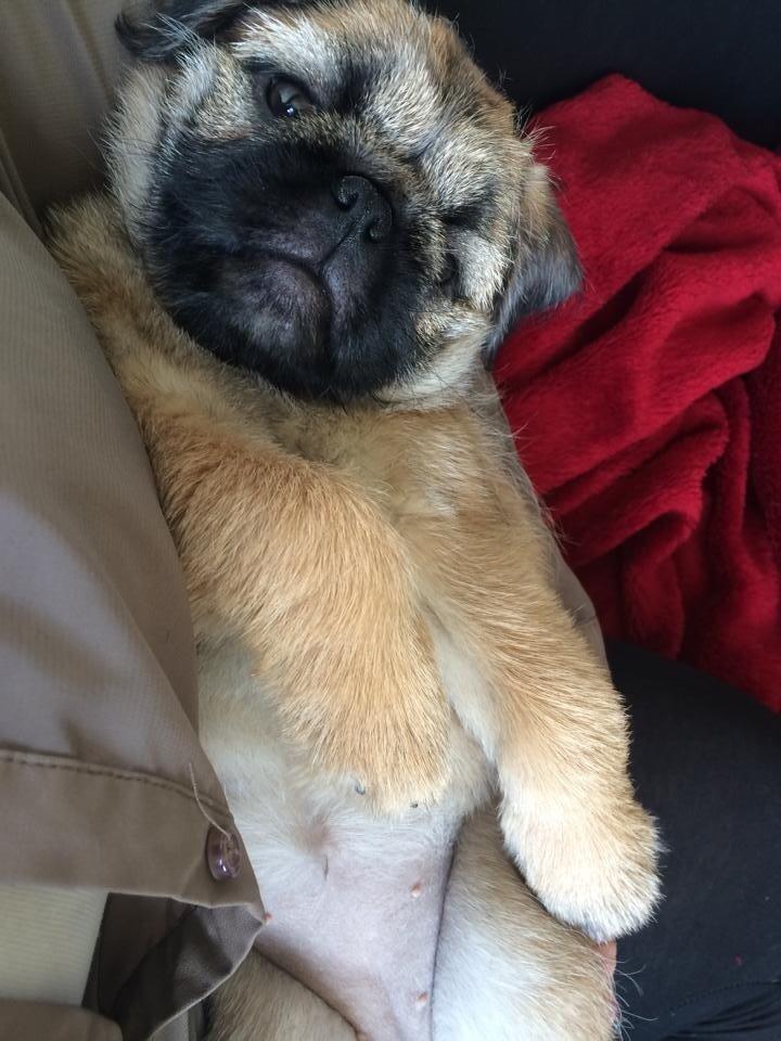 Blanding af racer Karla billede 17