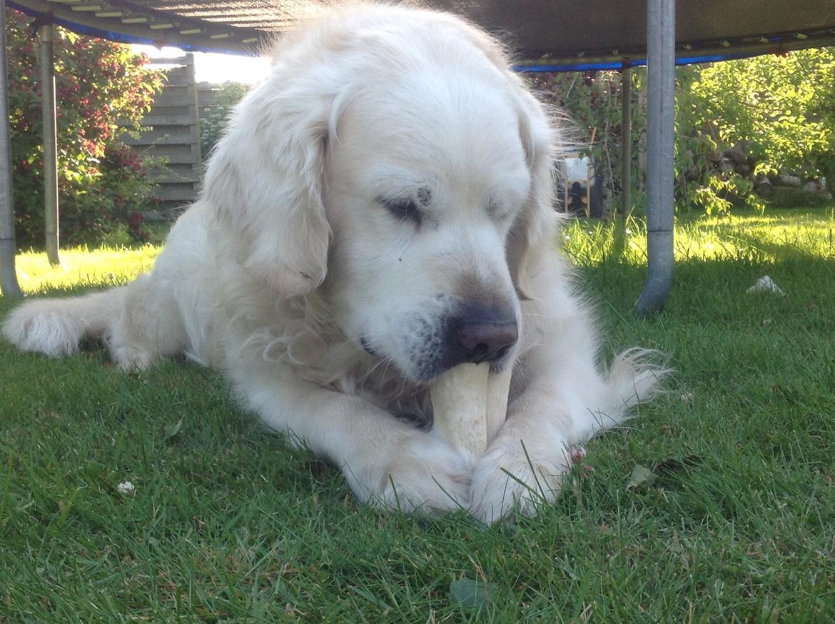 Golden retriever Gantu billede 7