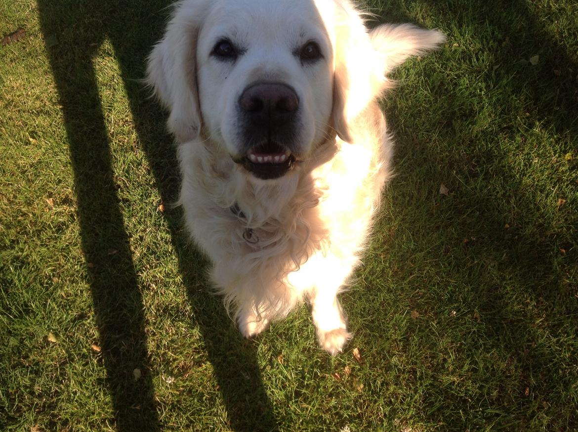 Golden retriever Gantu billede 8