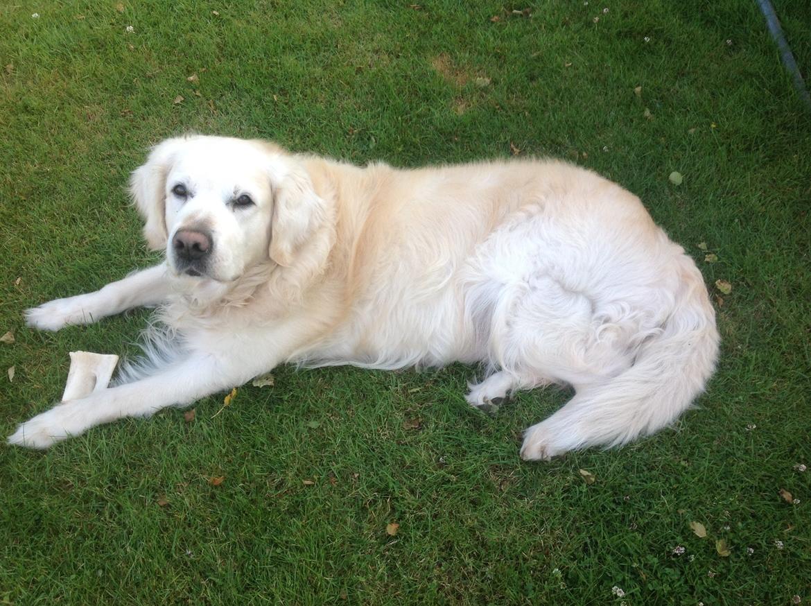 Golden retriever Gantu billede 9