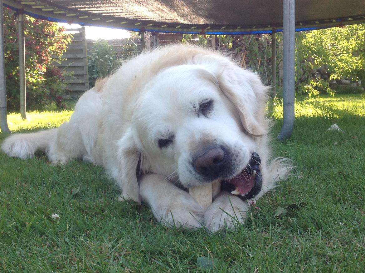 Golden retriever Gantu billede 10