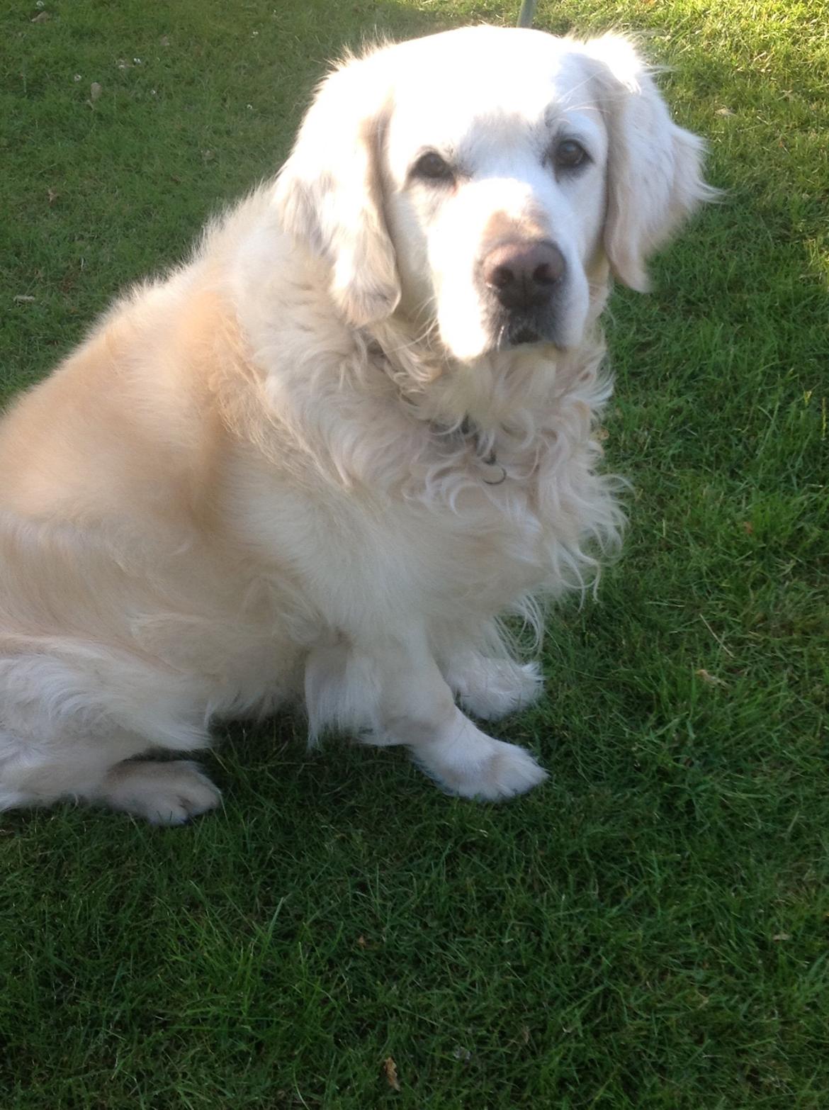 Golden retriever Gantu billede 11