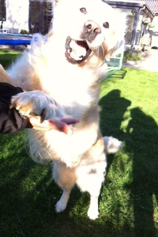 Golden retriever Gantu billede 12