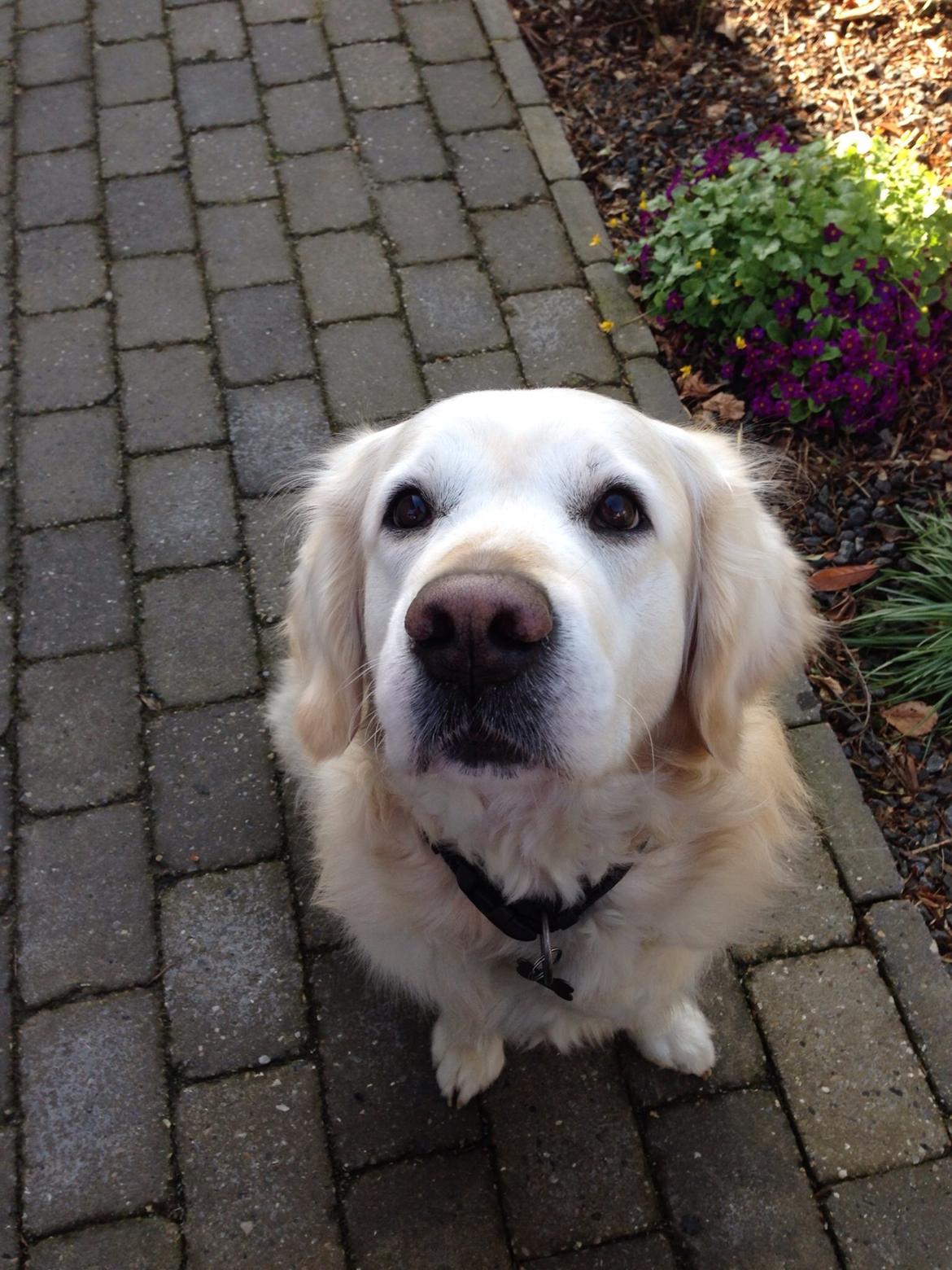 Golden retriever Gantu billede 13