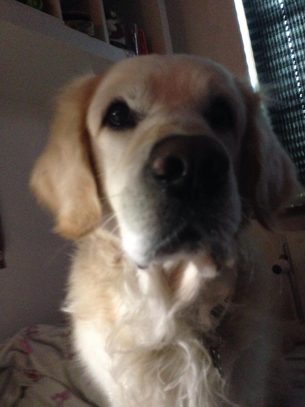 Golden retriever Gantu billede 14