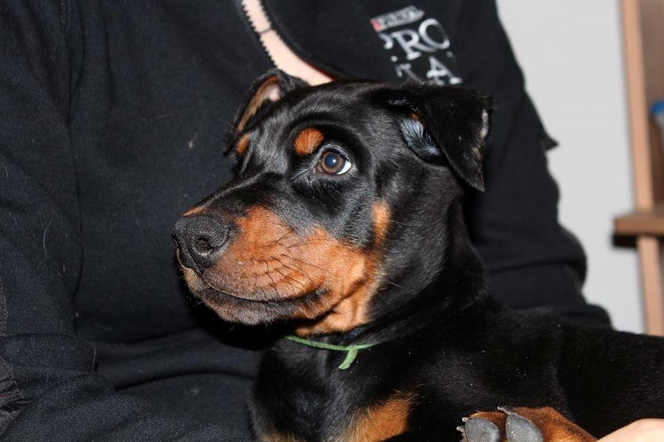 Dobermann Tahi-réme Nikon / Nooka - Smukke dreng! billede 50