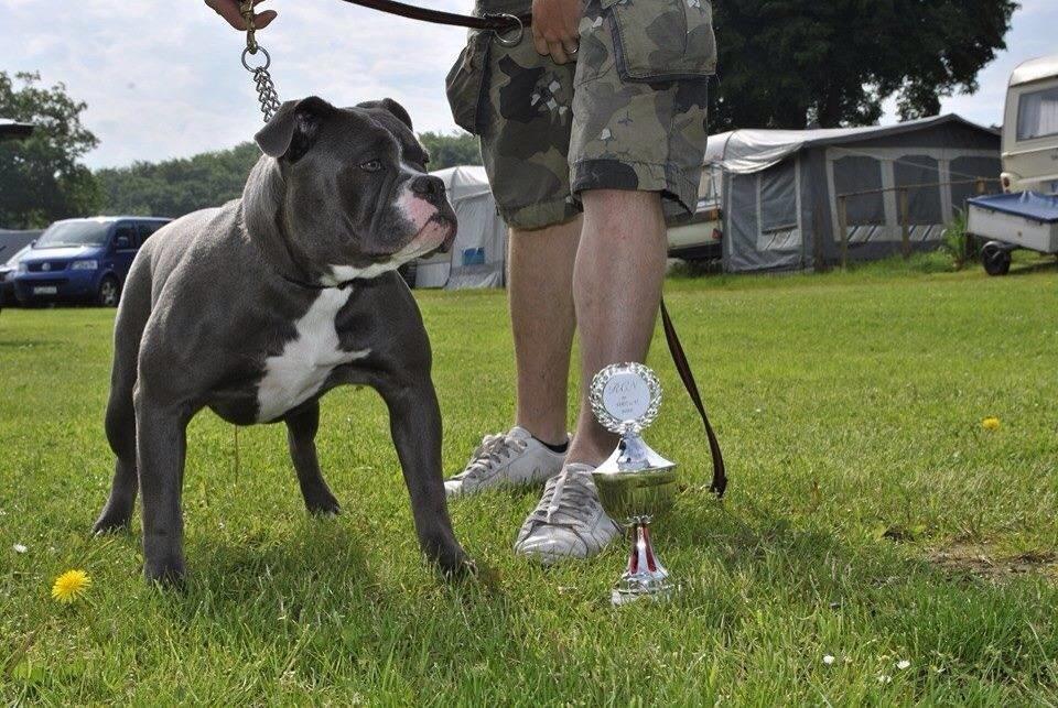 Olde english bulldogge GroovyBulls Marylin Monroe (Amiee) billede 15