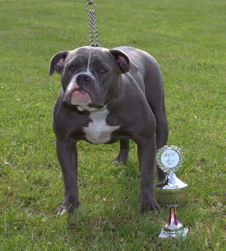 Olde english bulldogge GroovyBulls Marylin Monroe (Amiee) billede 17