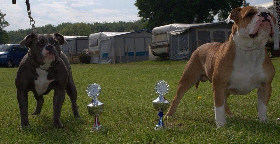 Olde english bulldogge GroovyBulls Marylin Monroe (Amiee) billede 18