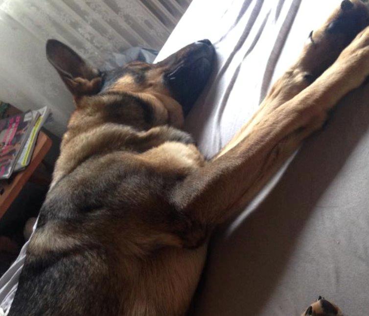 Schæferhund Team Englund`s Cookie billede 12