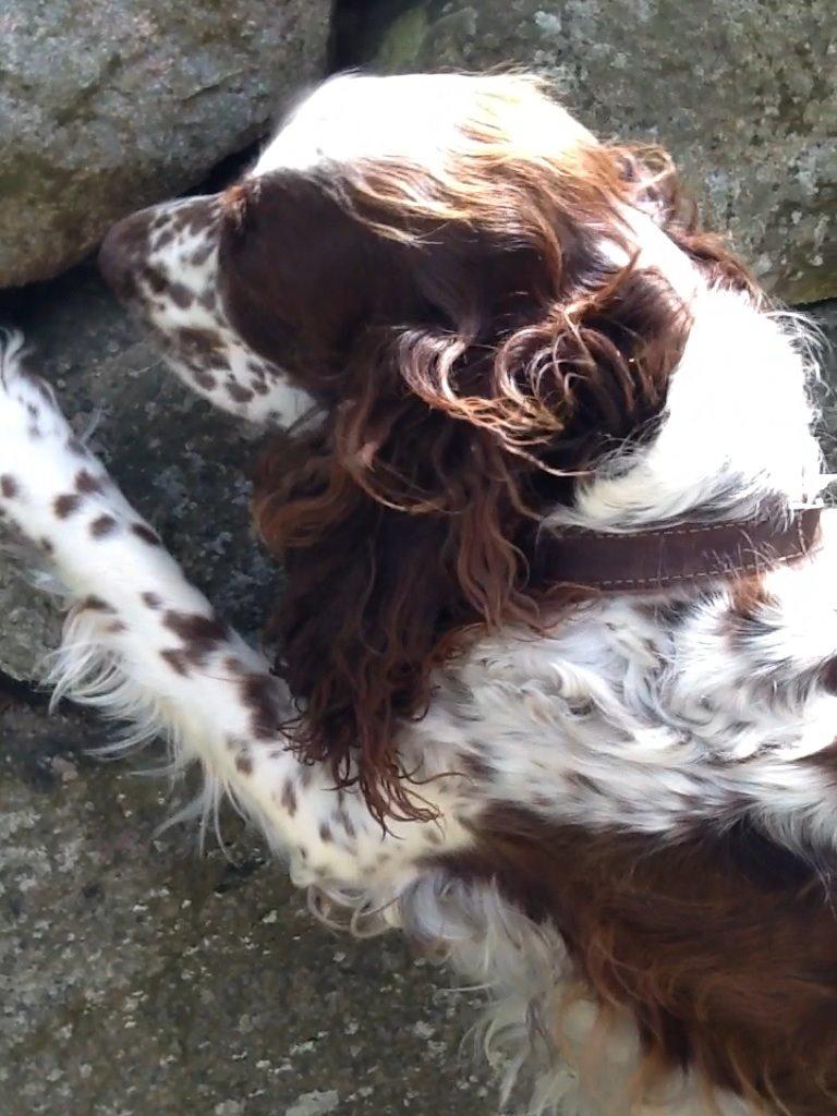 Engelsk springer spaniel Freja billede 7