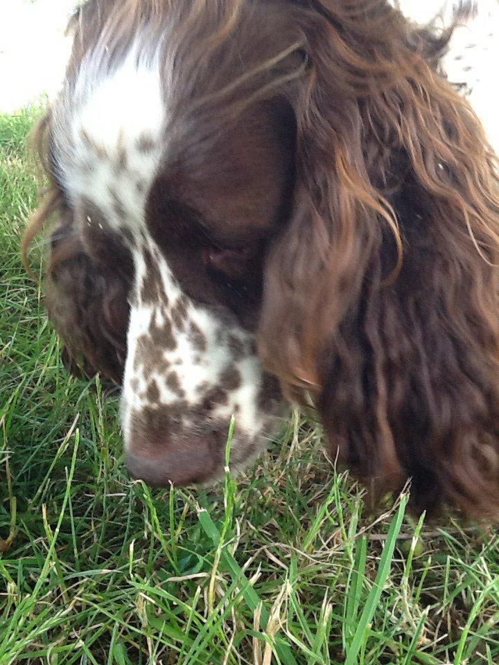 Engelsk springer spaniel Freja billede 8