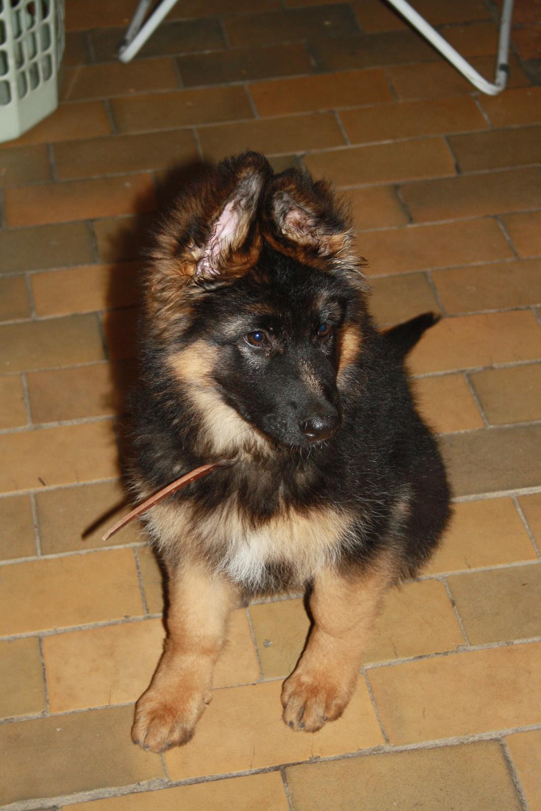 Schæferhund Arijel's Merle billede 2