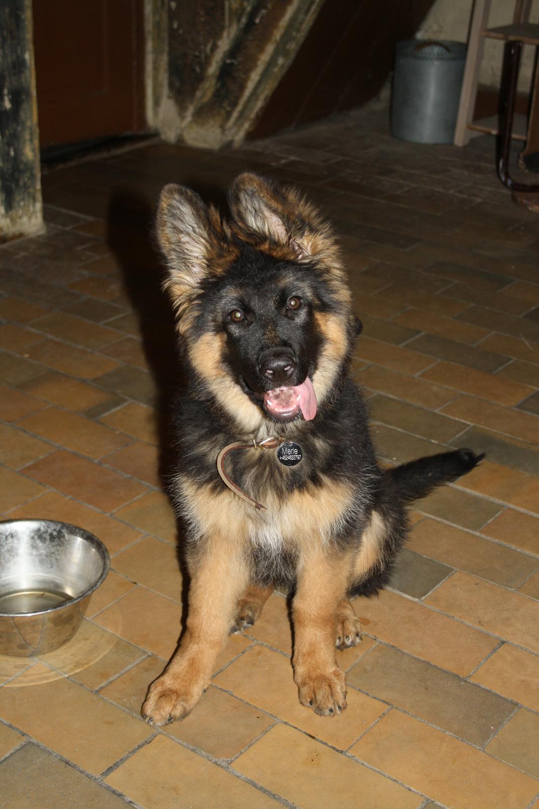 Schæferhund Arijel's Merle billede 4