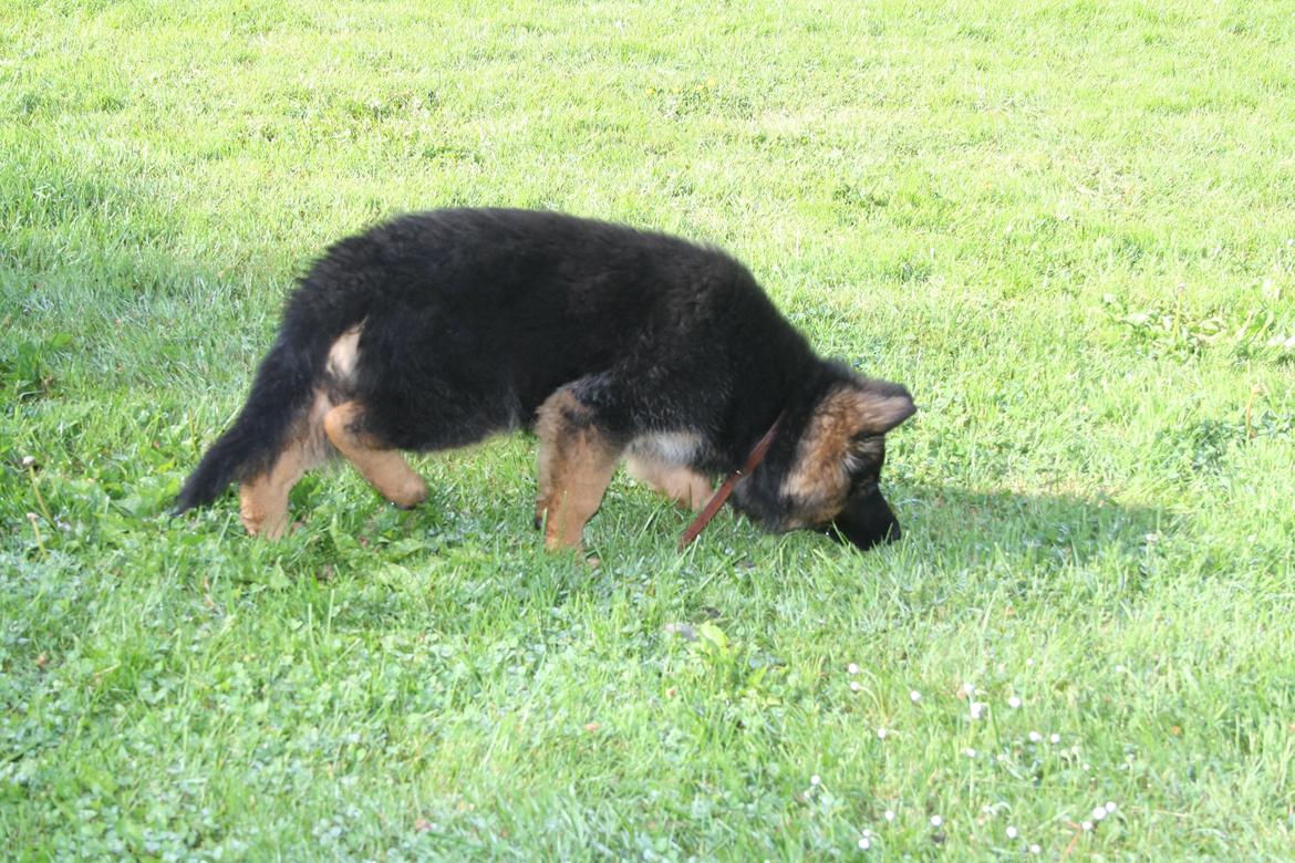 Schæferhund Arijel's Merle billede 5