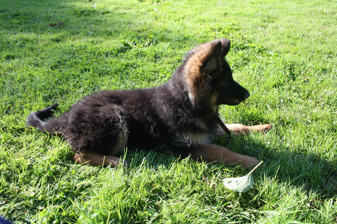 Schæferhund Arijel's Merle billede 6