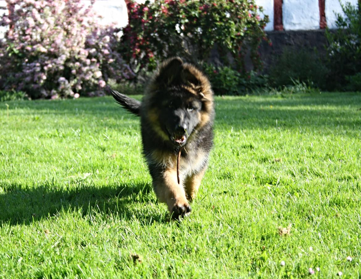Schæferhund Arijel's Merle billede 7