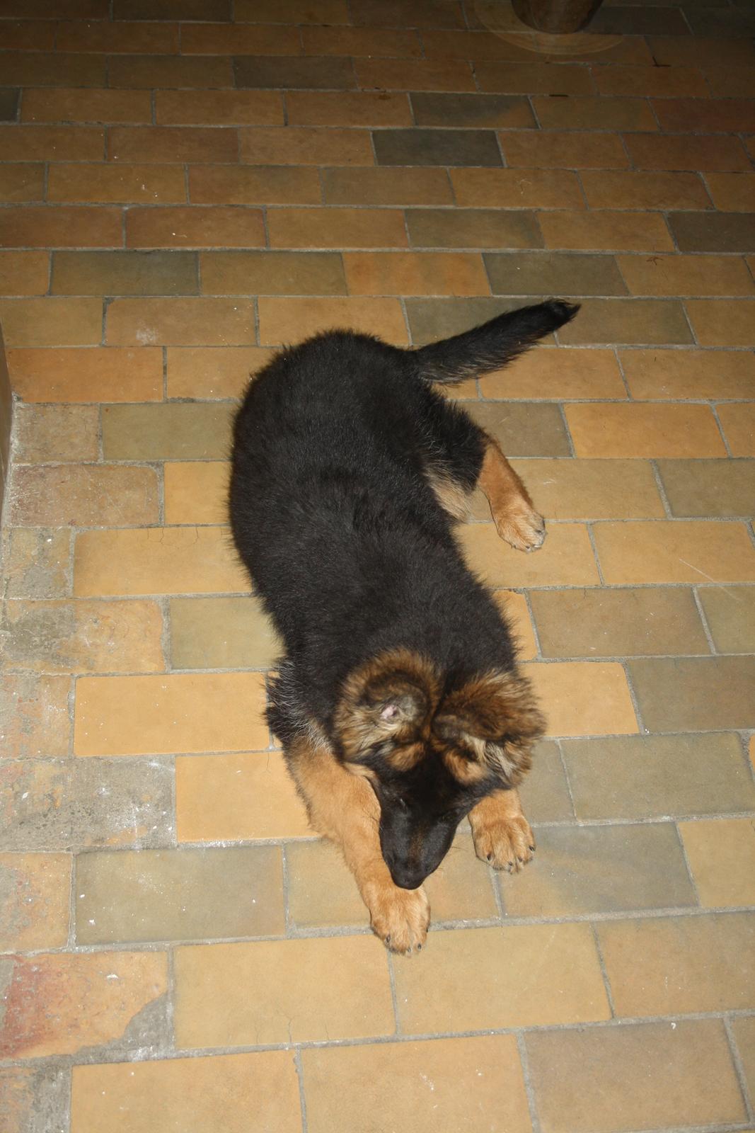 Schæferhund Arijel's Merle billede 8