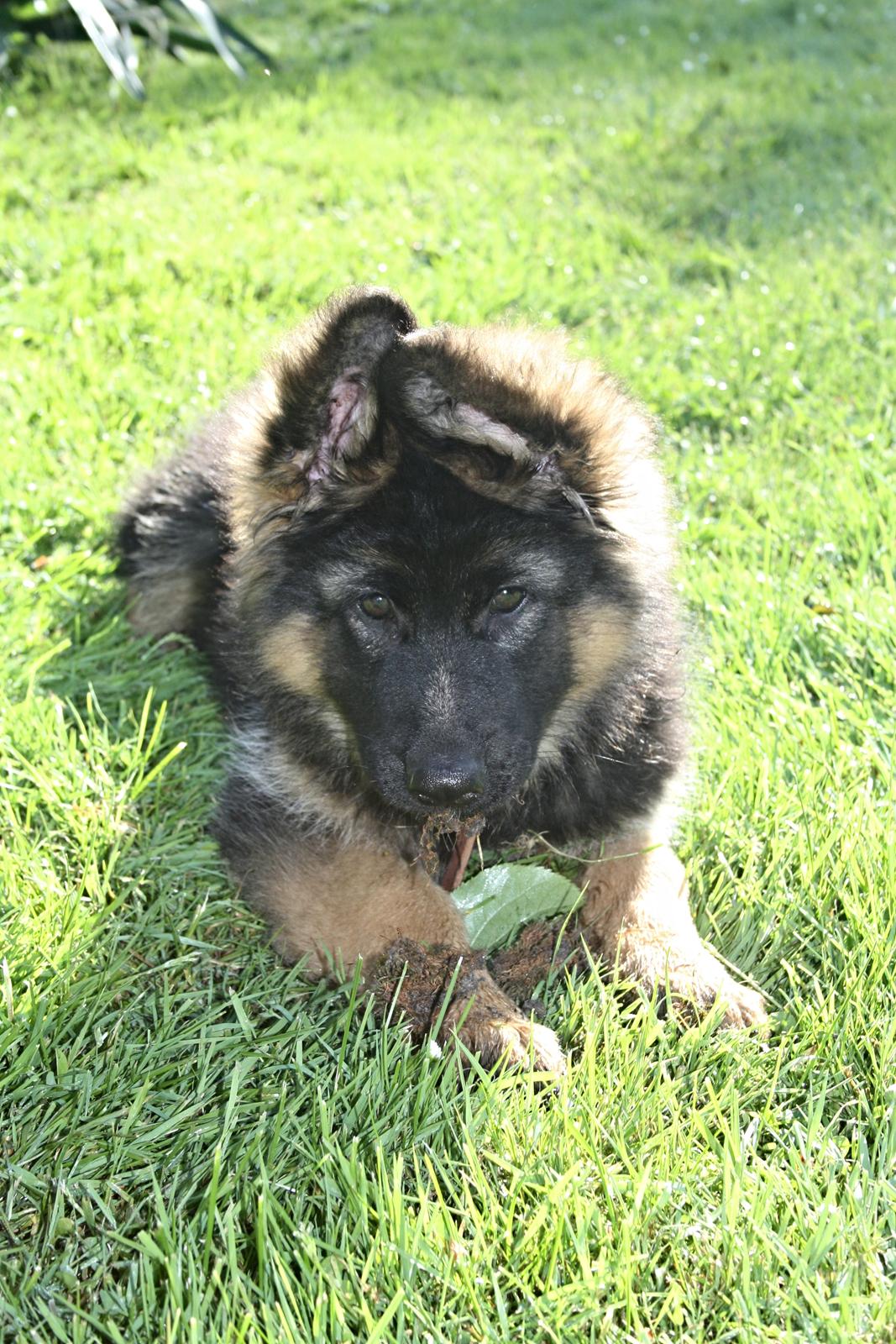 Schæferhund Arijel's Merle billede 3