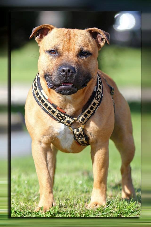 Staffordshire bull terrier KBHV2015 Wenk Staff' s King In A Corner aka Elo billede 1