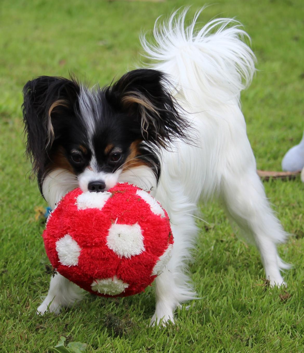 Papillon Flowerbirds Zia Be My Beauty billede 4