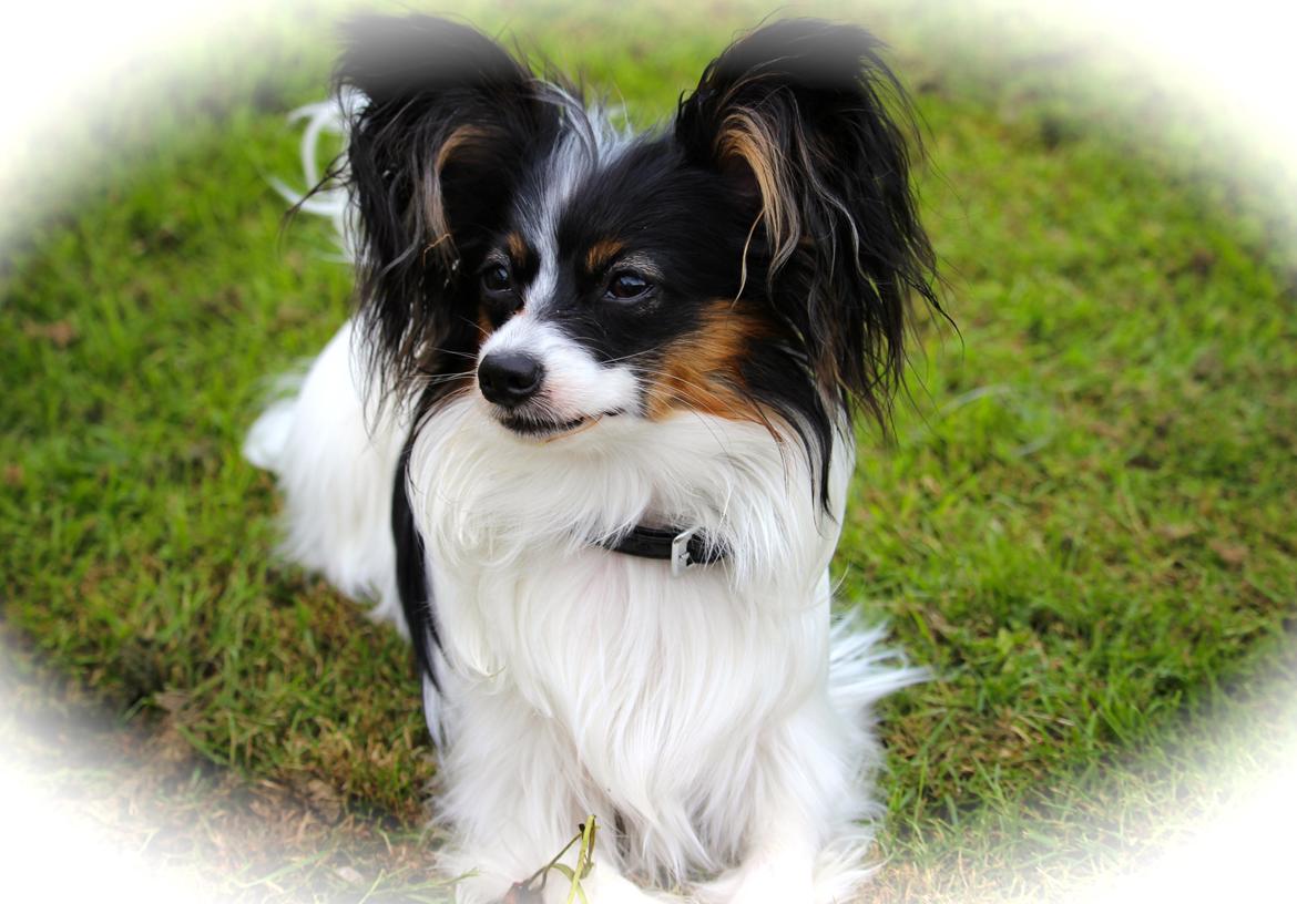 Papillon Flowerbirds Zia Be My Beauty - Zia 9 mdr <3 billede 3