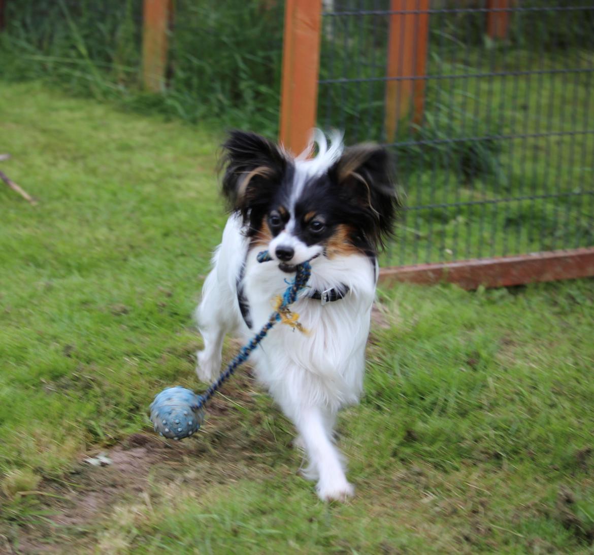 Papillon Flowerbirds Zia Be My Beauty billede 5