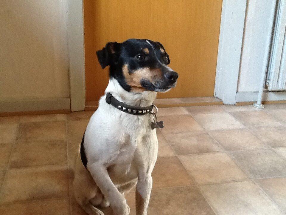 Dansk svensk gaardhund Gizmo billede 25