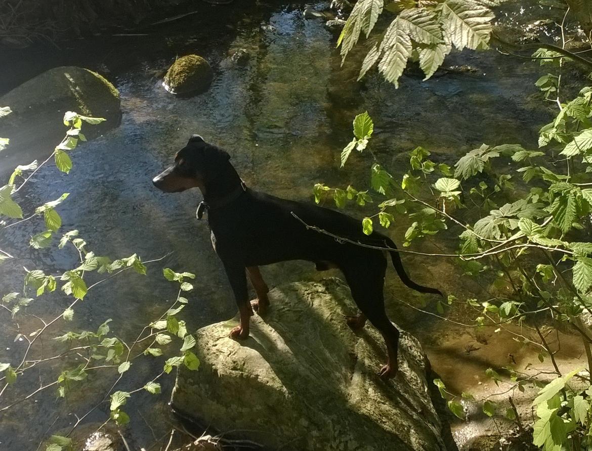 Tysk pinscher Bailey billede 7