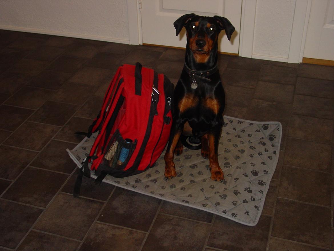 Tysk pinscher Bailey billede 10