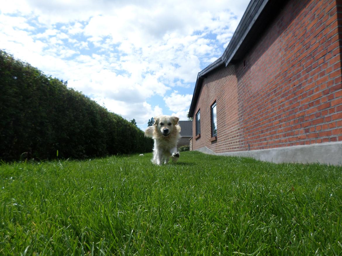 Golden retriever Carlo billede 26