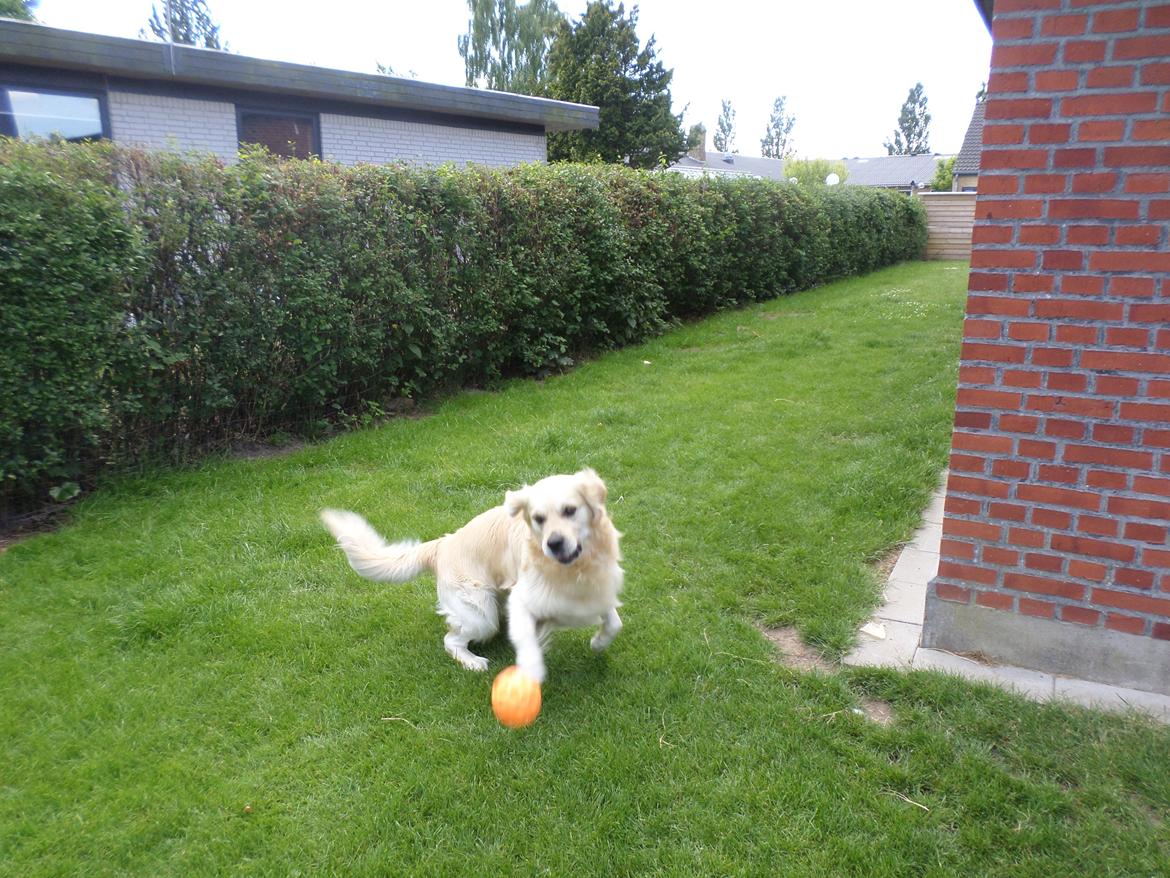 Golden retriever Carlo billede 29