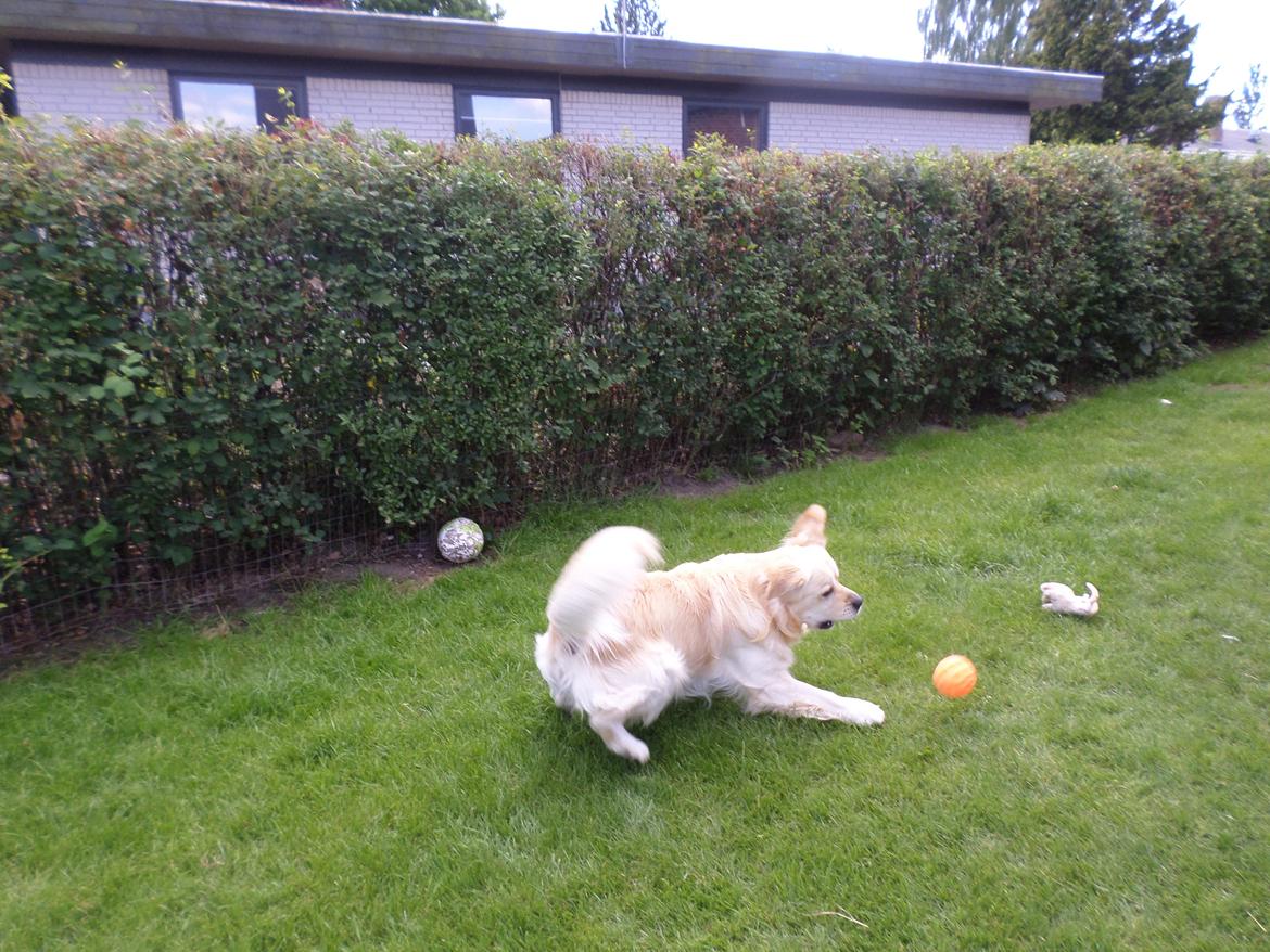 Golden retriever Carlo billede 31