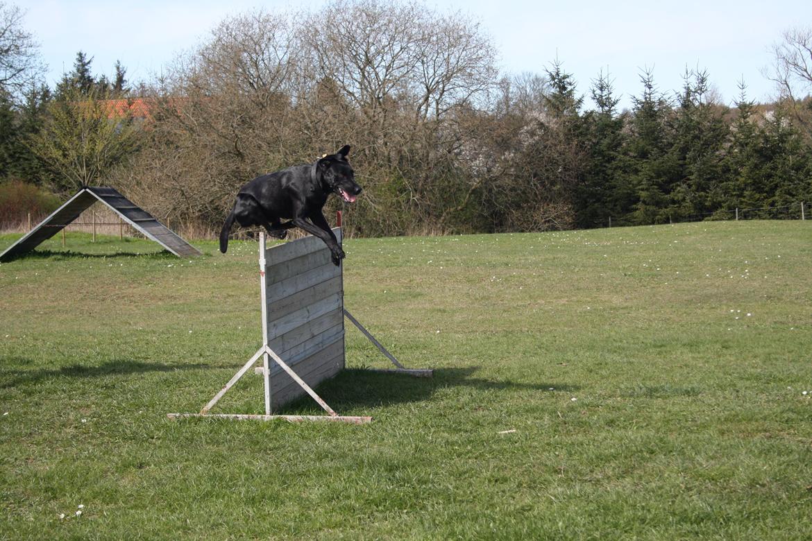 Weimaraner Chino billede 7