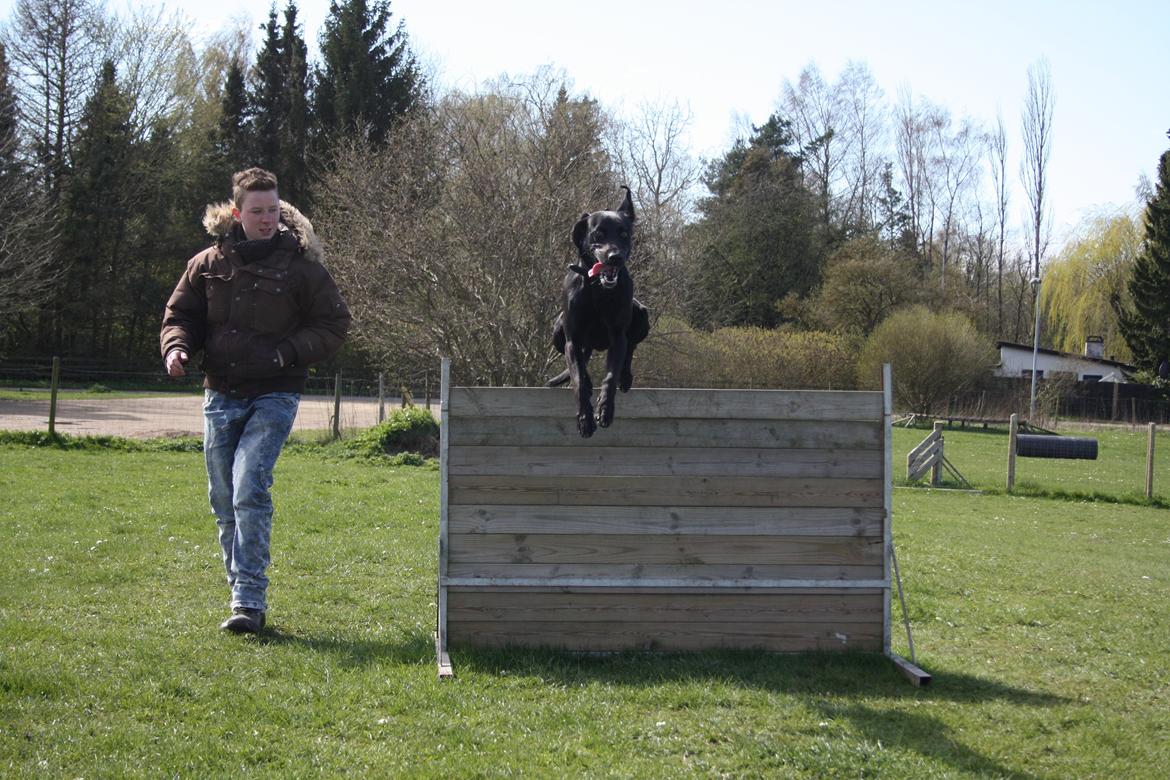 Weimaraner Chino billede 8