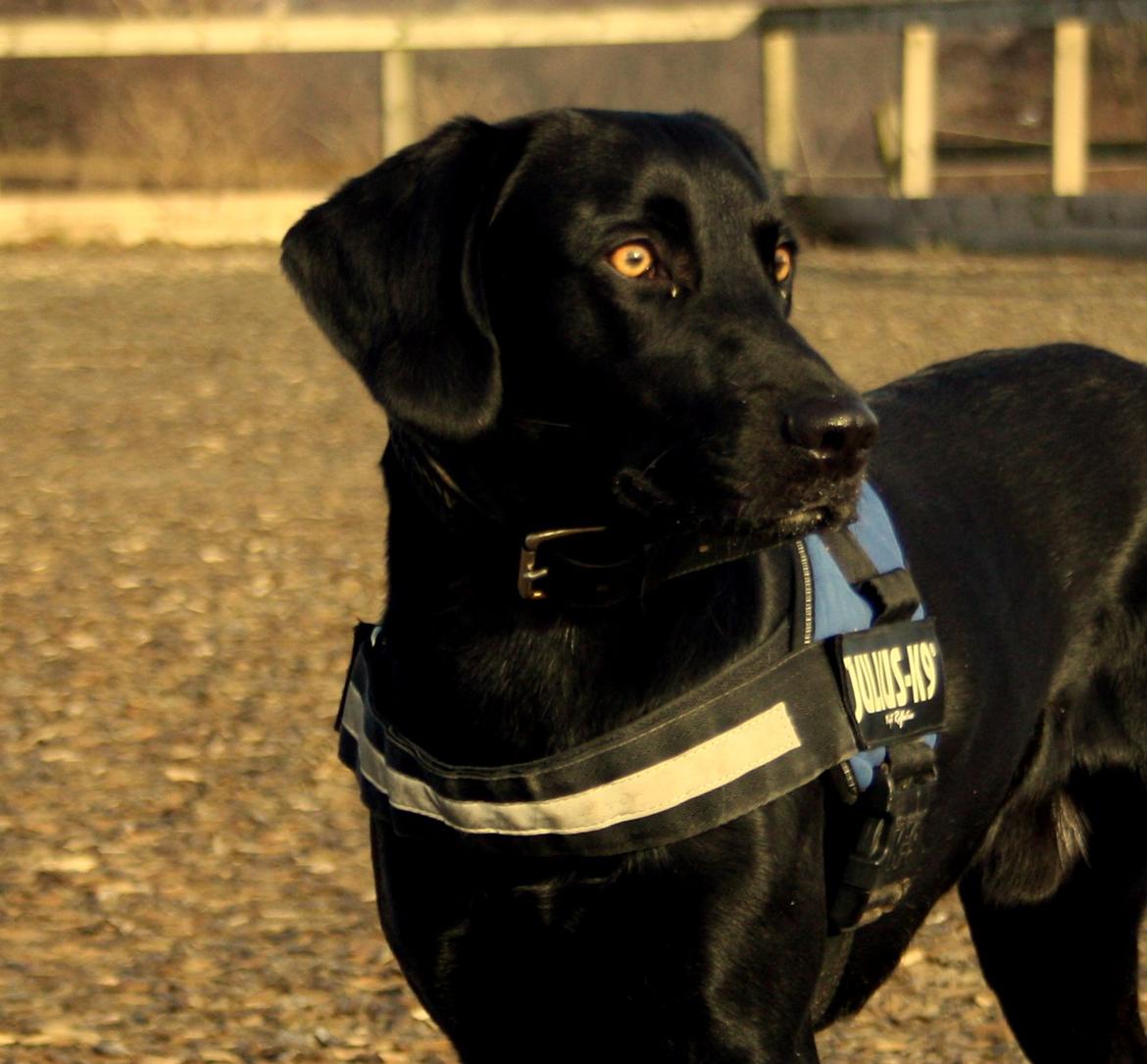 Weimaraner Chino billede 9