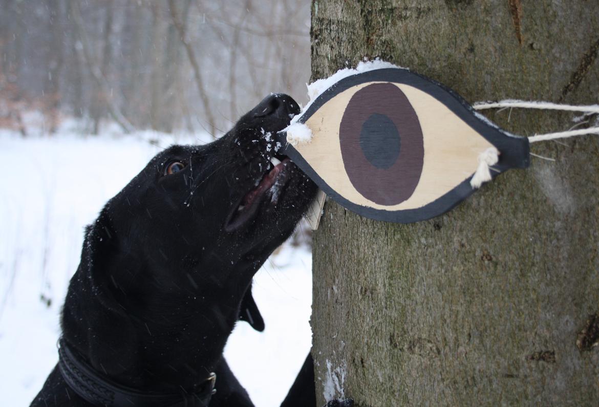 Weimaraner Chino billede 11