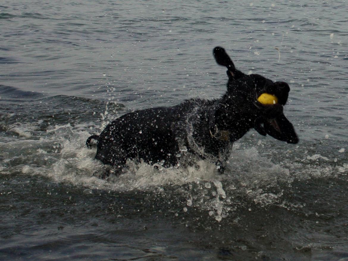 Weimaraner Chino billede 12
