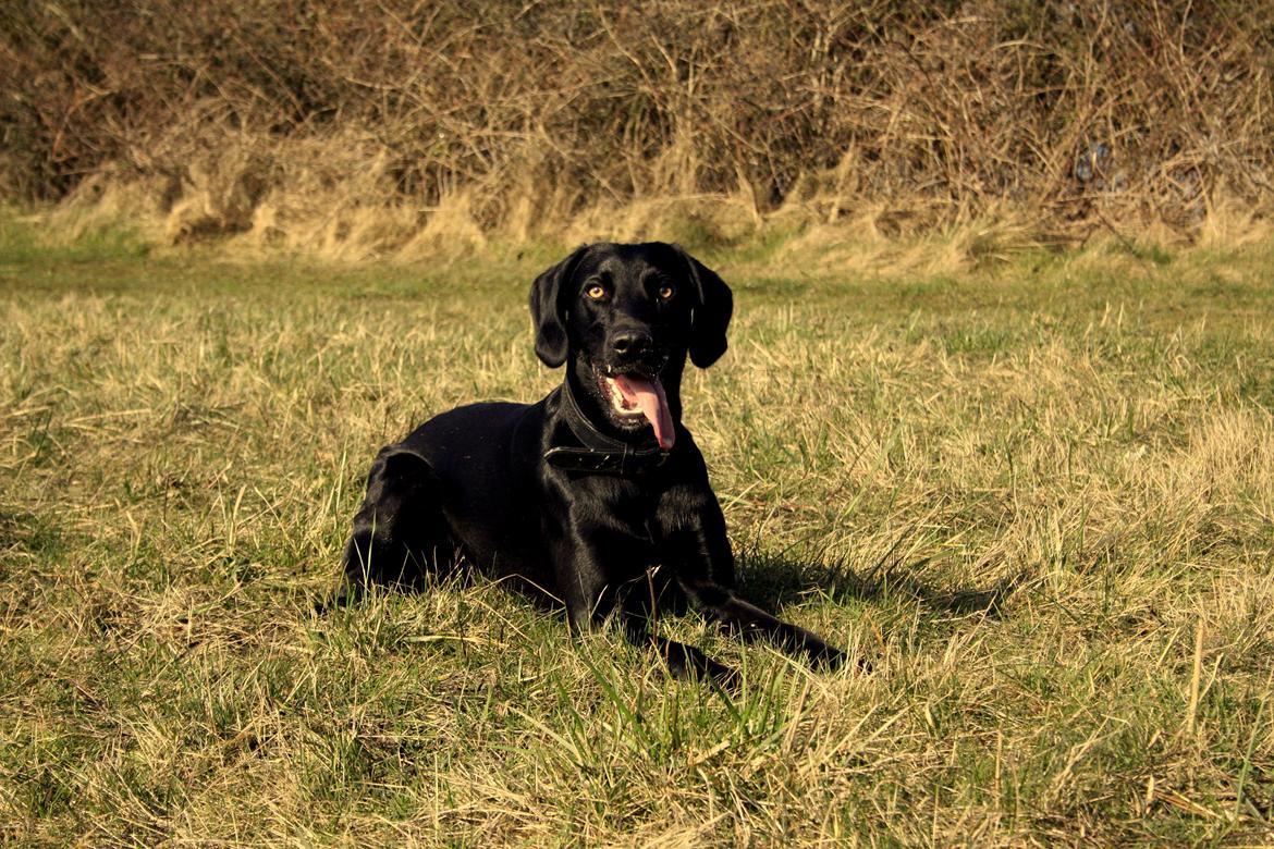Weimaraner Chino billede 5