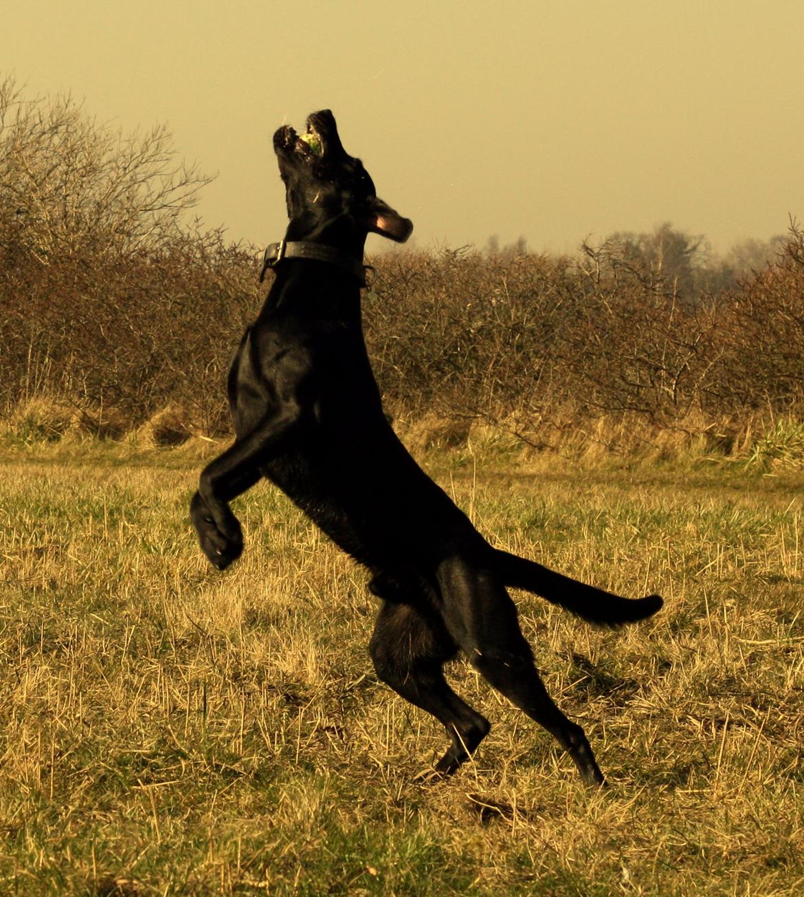 Weimaraner Chino billede 13