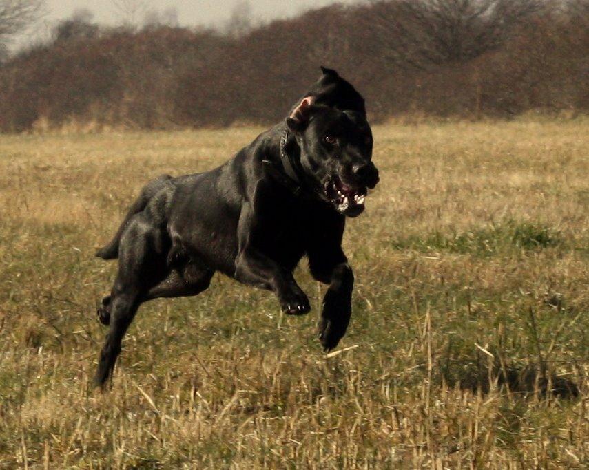 Weimaraner Chino billede 2