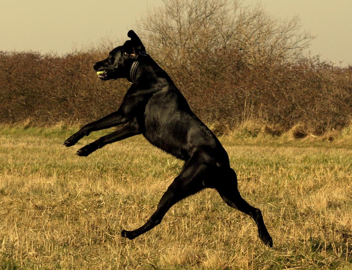 Weimaraner Chino billede 14