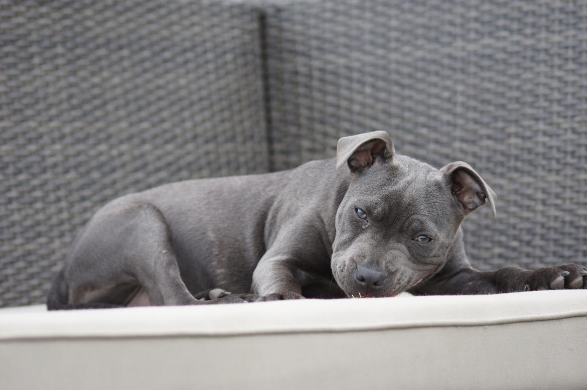 Staffordshire bull terrier Müsli billede 6