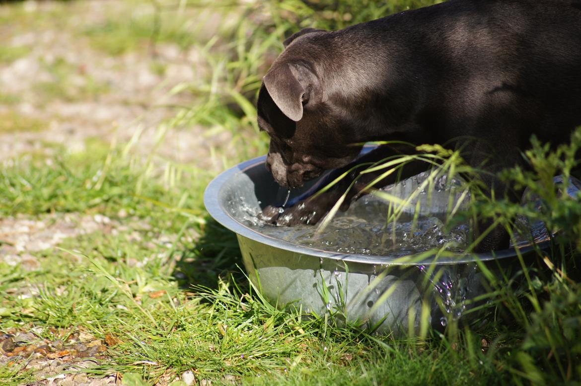 Staffordshire bull terrier Müsli billede 8