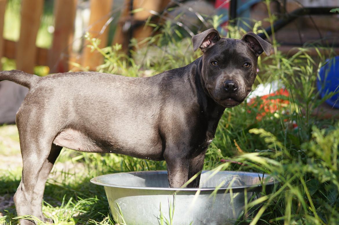 Staffordshire bull terrier Müsli billede 34