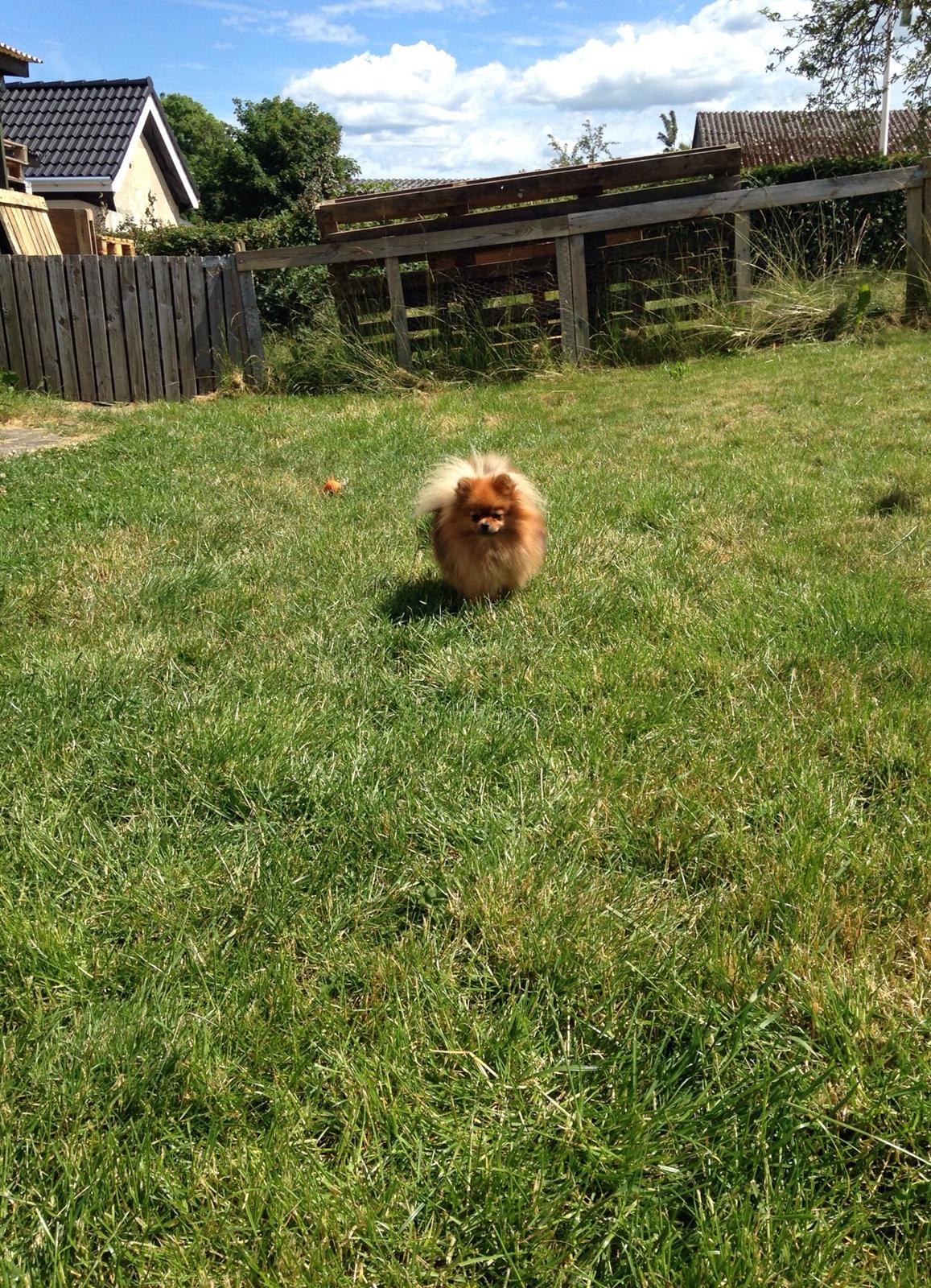 Pomeranian Misha billede 13