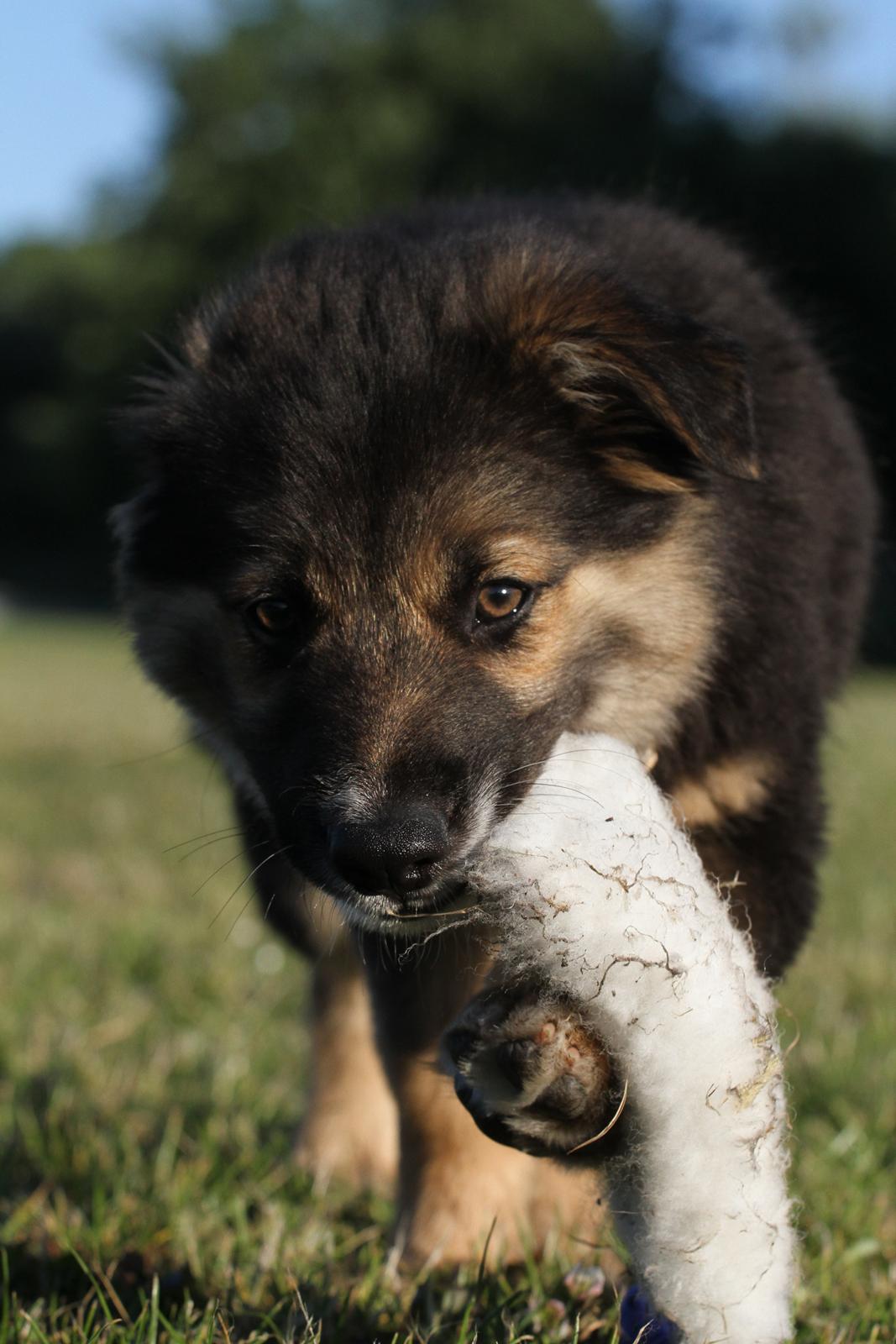 Border collie Bonus billede 12