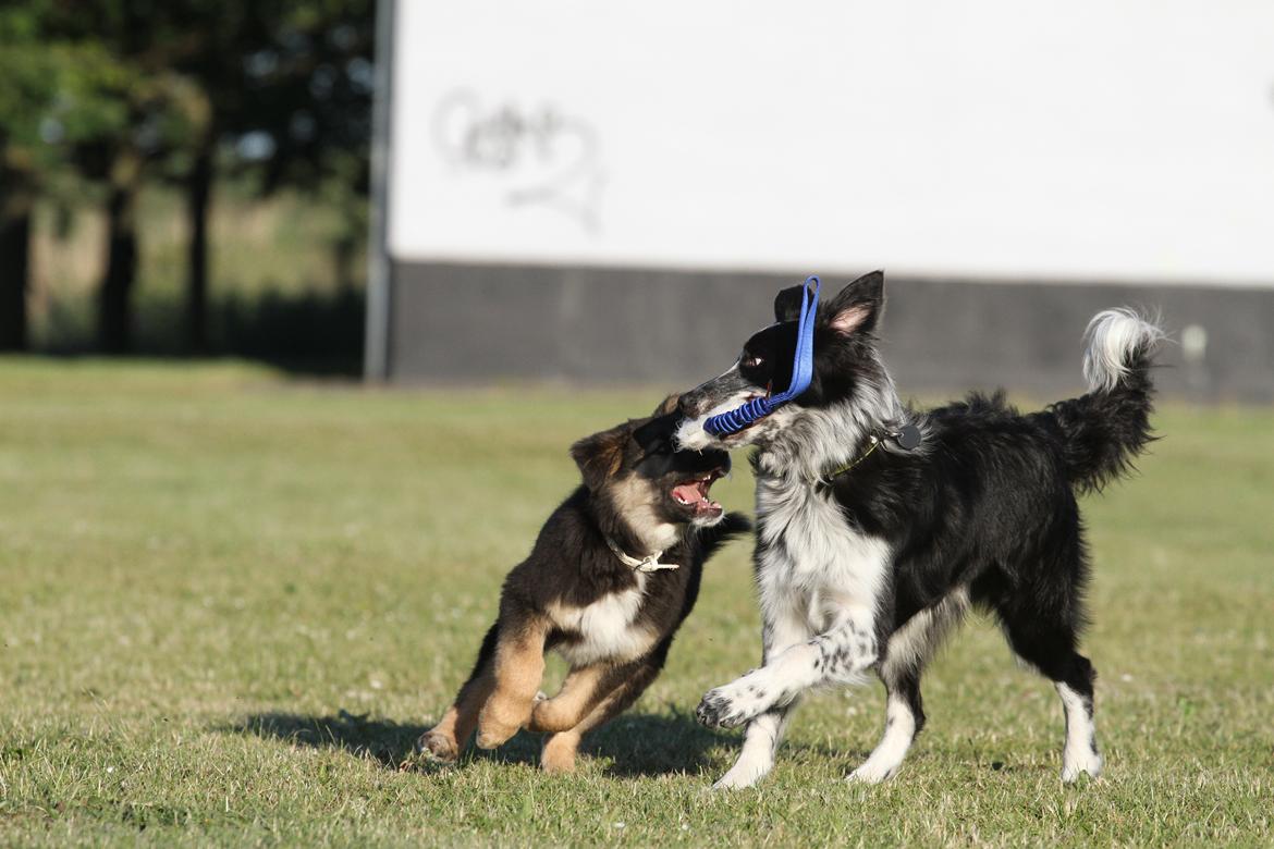 Border collie Bonus billede 13