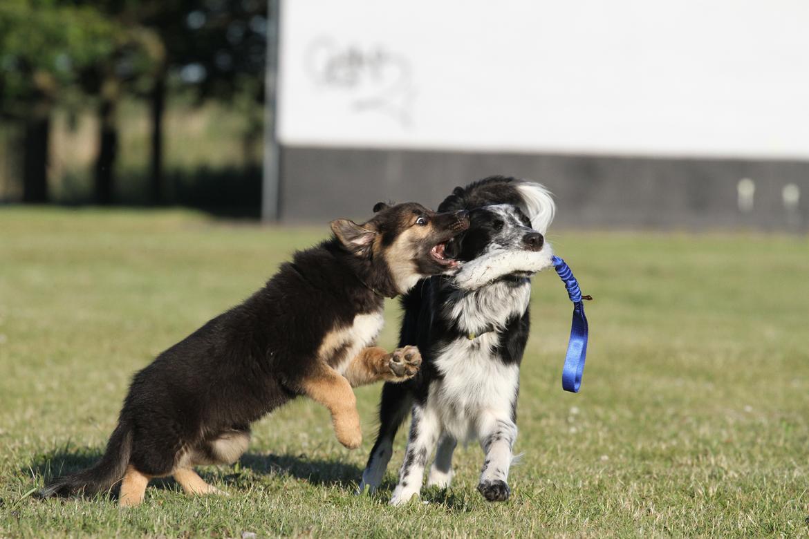 Border collie Bonus billede 14