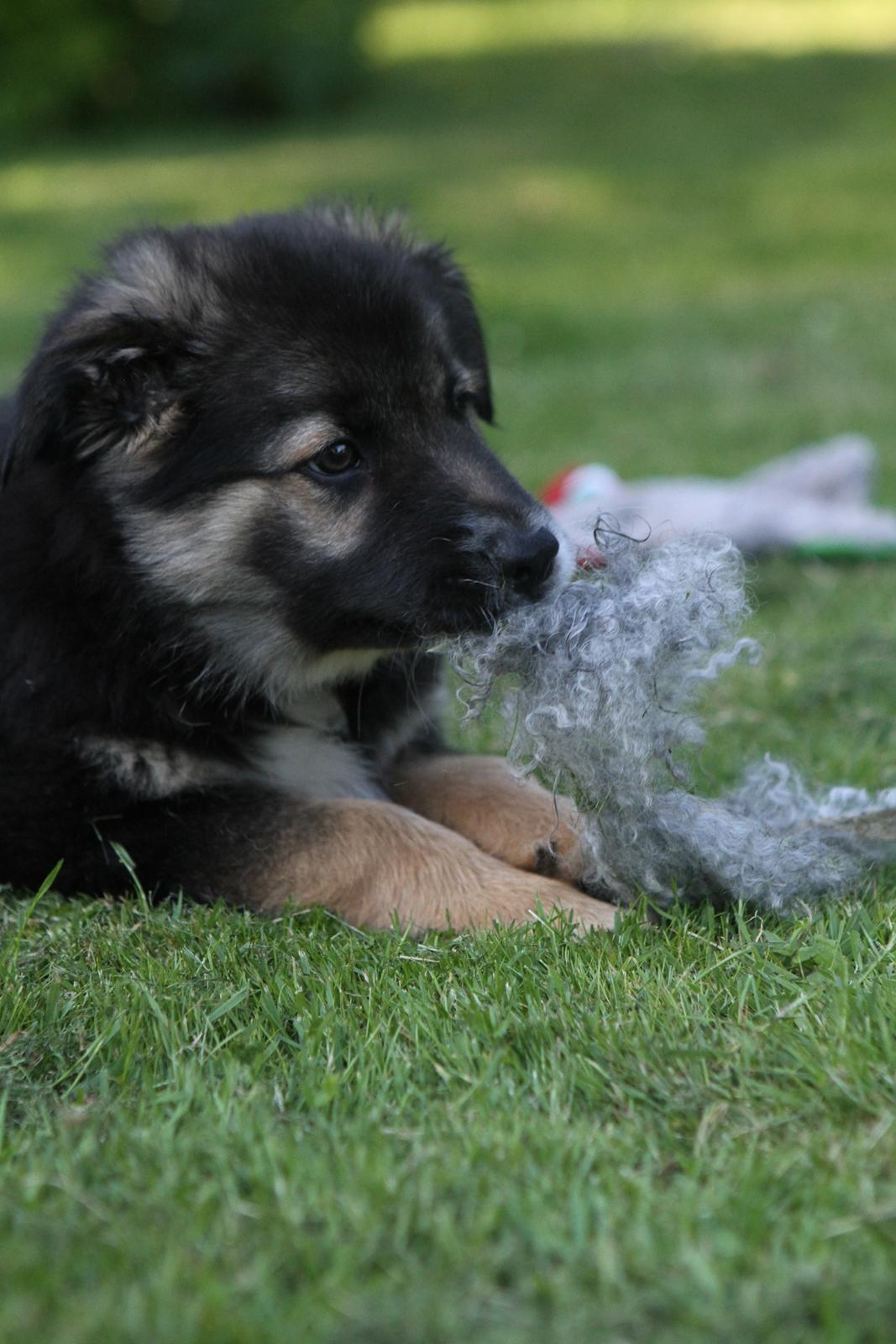 Border collie Bonus billede 11